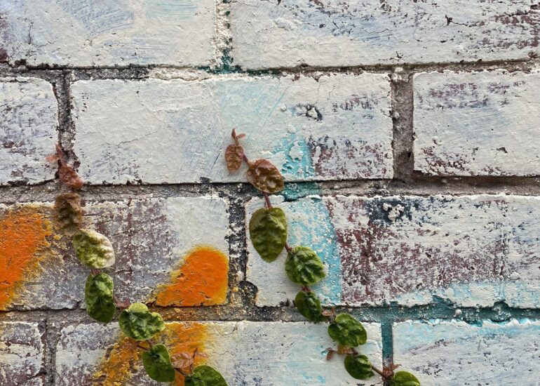 Creeping ivy over whitewashed brick with an orange tag, Melbourne inner north, hidden__north documentary photography