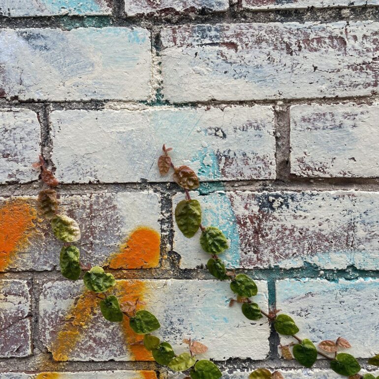 Creeping ivy over whitewashed brick with an orange tag, Melbourne inner north, hidden__north documentary photography