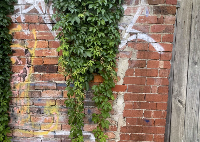 Ivy cascading over an old brick wall, Melbourne inner north, hidden__north documentary photography