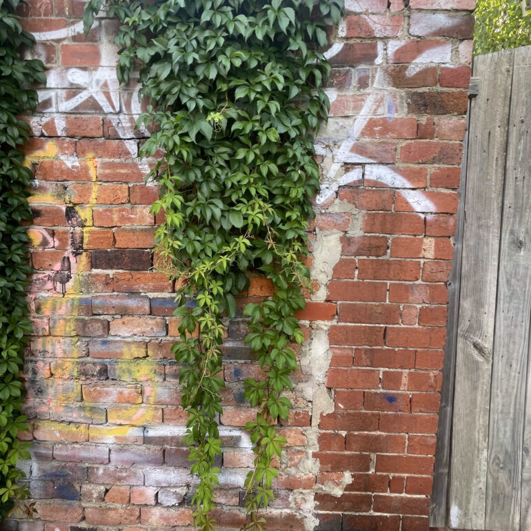 Ivy cascading over an old brick wall, Melbourne inner north, hidden__north documentary photography